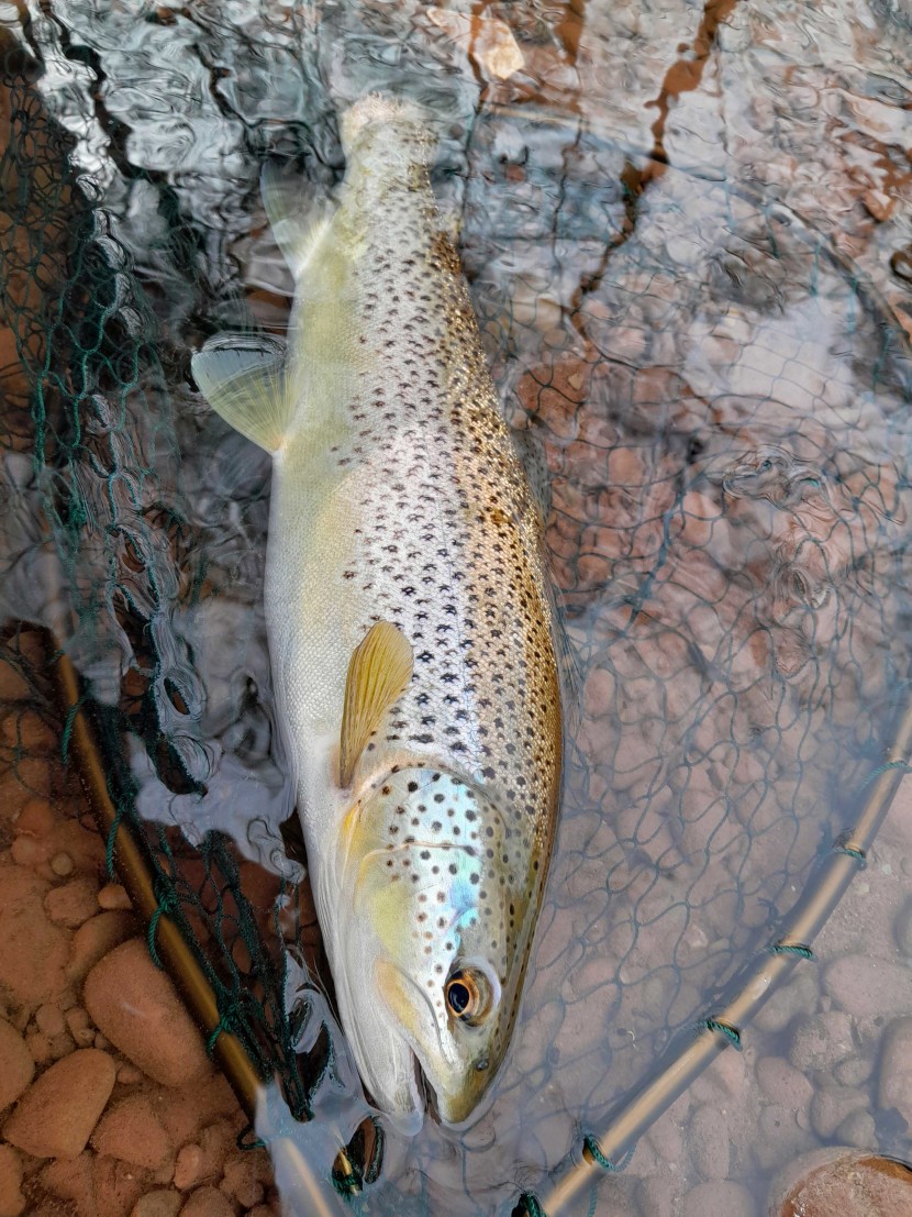 Usk trout from early this season